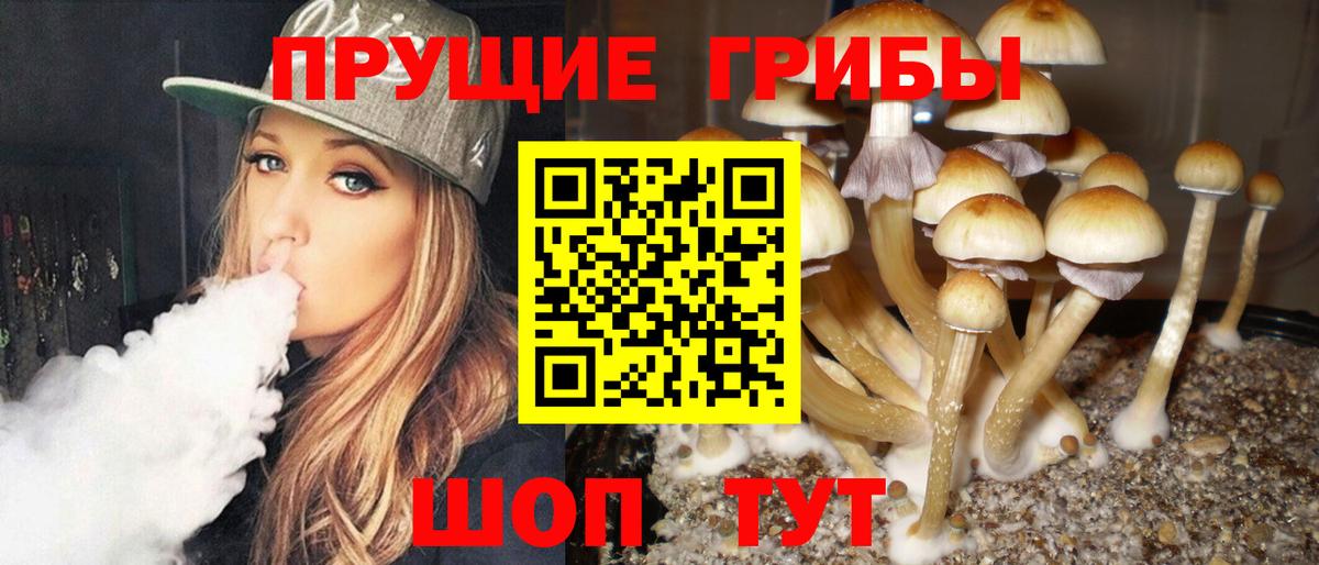 Псилоцибиновые грибы Psilocybine cubensis Чистополь